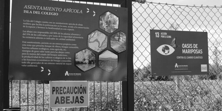 El Ayuntamiento continúa con la apuesta de renaturalización del entorno del río Henares y la Isla del Colegio