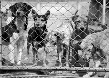 En marcha la primera fase de mejora y acondicionamiento del Centro Municipal de Protección Animal
