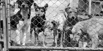 En marcha la primera fase de mejora y acondicionamiento del Centro Municipal de Protección Animal