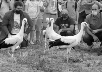 La Isla de Colegio acoge la tradicional suelta de cigüeñas