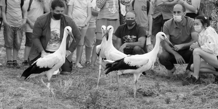 La Isla de Colegio acoge la tradicional suelta de cigüeñas