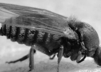 El Ayuntamiento de Velilla continúa con un nuevo tratamiento contra la mosca negra