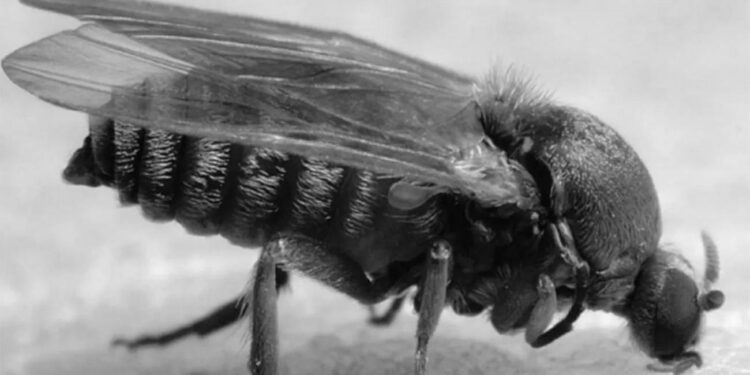 El Ayuntamiento de Velilla continúa con un nuevo tratamiento contra la mosca negra