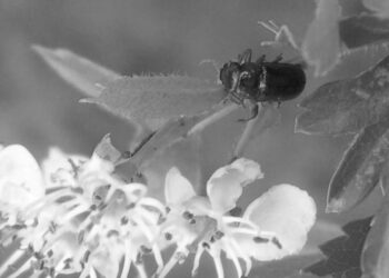 La Comunidad de Madrid confirma la presencia inédita en la región del insecto Chilotomina oberthuri, una especie endémica de la Península Ibérica