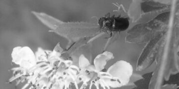 La Comunidad de Madrid confirma la presencia inédita en la región del insecto Chilotomina oberthuri, una especie endémica de la Península Ibérica