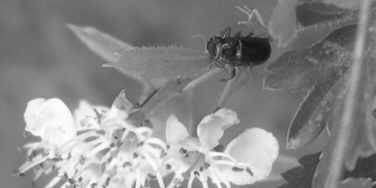 La Comunidad de Madrid confirma la presencia inédita en la región del insecto Chilotomina oberthuri, una especie endémica de la Península Ibérica