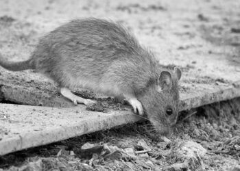 El Ayuntamiento incrementa en un 200% el presupuesto destinado a desratización, desinfección y fumigación