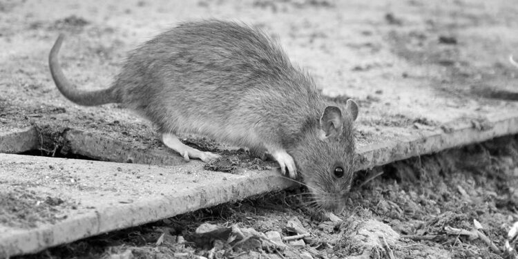 El Ayuntamiento incrementa en un 200% el presupuesto destinado a desratización, desinfección y fumigación