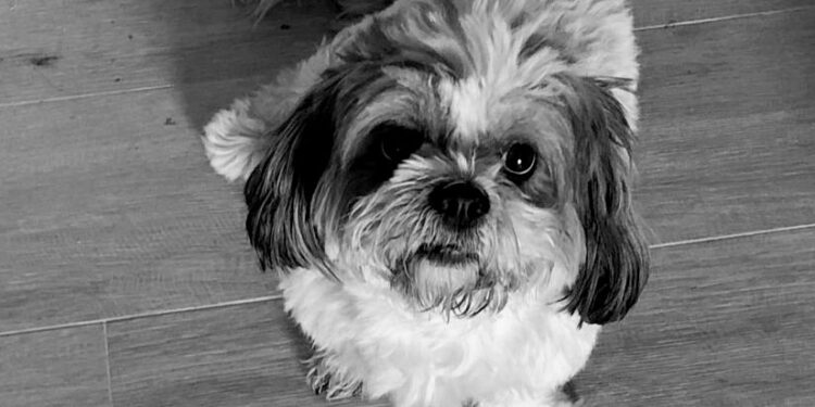 La Comunidad de Madrid recupera más de 11.500 animales de compañía al año gracias al microchip