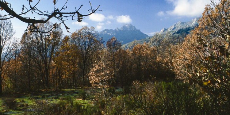 La Comunidad de Madrid aprueba una línea de ayudas para los montes de la región