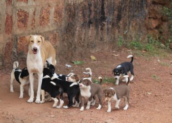 La Policía Local recibe unas jornadas formativas en materia de protección animal