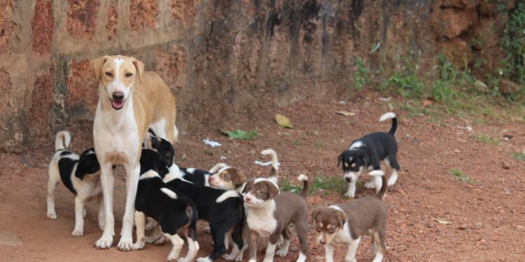 La Policía Local recibe unas jornadas formativas en materia de protección animal
