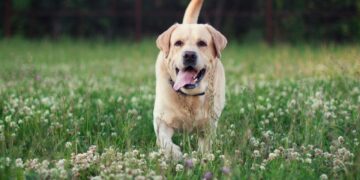 En 2022 se elaborará un censo canino mediante genotipado de ADN para la identificación de perros