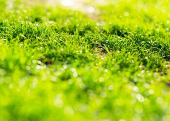 El Distrito II estrena un nuevo sistema de riego «inteligente» para sus zonas verdes