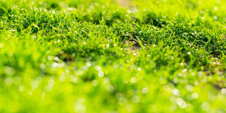 El Distrito II estrena un nuevo sistema de riego «inteligente» para sus zonas verdes