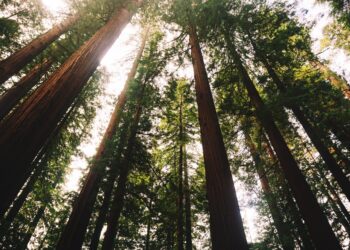 Alcalá de Henares vuelve a disfrutar de sus rutas ambientales guiadas