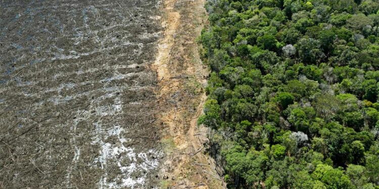 La minería amenaza a los pueblos indígenas aislados en la Amazonía brasileña