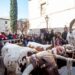 Éxito de público en la celebración de San Antón en Alcalá de Henares