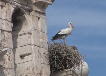 Alcalá de Henares, cuna de cigüeñas