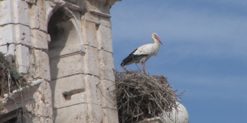 Alcalá de Henares, cuna de cigüeñas