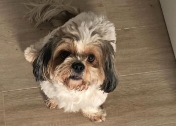 Alcalá identificará las heces caninas mediante ADN