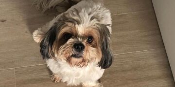 Alcalá identificará las heces caninas mediante ADN