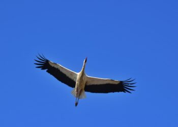 Vuelve la cigüeña youtuber