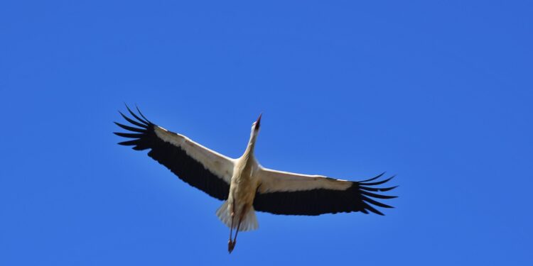 Vuelve la cigüeña youtuber