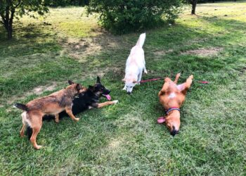 El Centro Integral Municipal de Protección Animal de Alcalá de Henares estrena nueva página web