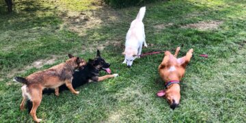 El Centro Integral Municipal de Protección Animal de Alcalá de Henares estrena nueva página web