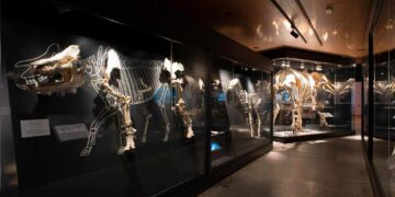 Nuevos talleres del Museo Arqueológico Regional para acercar la paleontología a los más pequeños