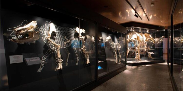 Nuevos talleres del Museo Arqueológico Regional para acercar la paleontología a los más pequeños