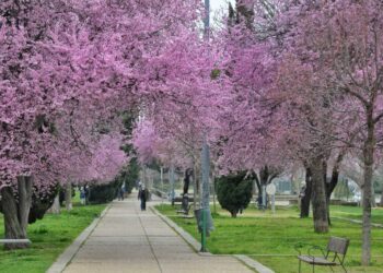Alcalá de Henares, recibe por segundo año consecutivo el reconocimiento “Tree Cities of the World” por su gestión del arbolado
