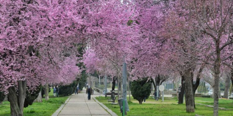 Alcalá de Henares, recibe por segundo año consecutivo el reconocimiento “Tree Cities of the World” por su gestión del arbolado