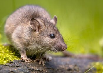 El arroyo Camarmilla sufre una plaga de ratas a causa de la basura acumulada en sus márgenes