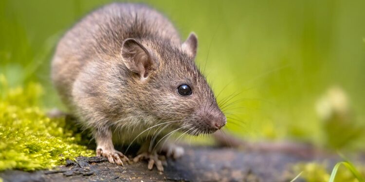 El arroyo Camarmilla sufre una plaga de ratas a causa de la basura acumulada en sus márgenes