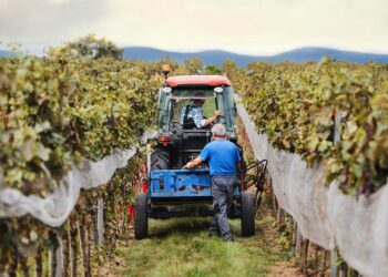 La sequía adelanta la vendimia en Arganda del Rey
