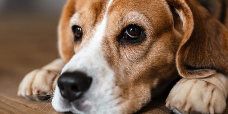 Arranca la campaña de censo canino por ADN