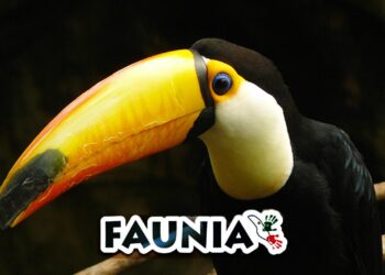 Faunia