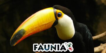 Faunia