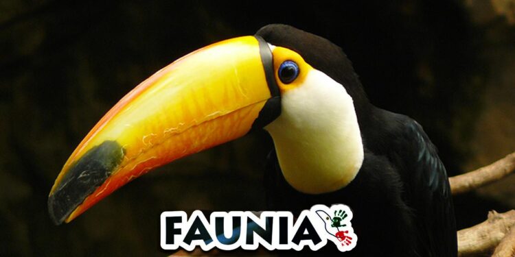 Faunia