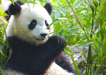 Zoo Aquarium de Madrid