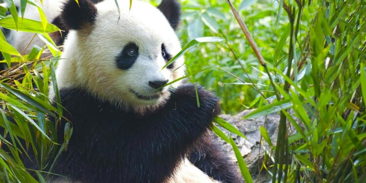 Zoo Aquarium de Madrid