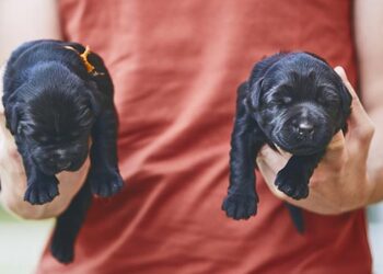 El Ayuntamiento de Alcalá pone en marcha una campaña de concienciación sobre la adopción «responsable» de animales