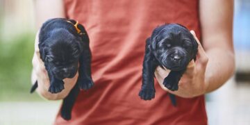 El Ayuntamiento de Alcalá pone en marcha una campaña de concienciación sobre la adopción «responsable» de animales