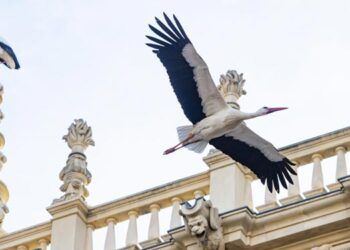 Como manda la tradición, los nidos vuelven a poblarse de cigüeñas en Alcalá por San Blas