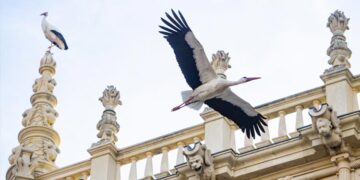 Como manda la tradición, los nidos vuelven a poblarse de cigüeñas en Alcalá por San Blas