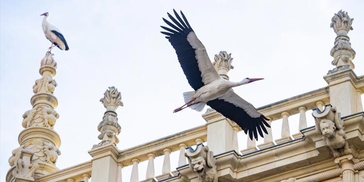Como manda la tradición, los nidos vuelven a poblarse de cigüeñas en Alcalá por San Blas