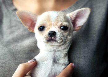 “Café con gatos” y “San Valentín Peludo”: las nuevas campañas del Ayuntamiento para fomentar las adopciones en el CIMPA