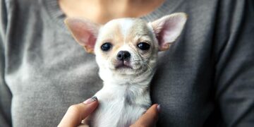 “Café con gatos” y “San Valentín Peludo”: las nuevas campañas del Ayuntamiento para fomentar las adopciones en el CIMPA